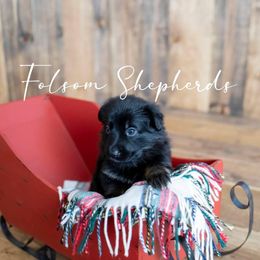 German Shepherd Puppies from Vom Folsom Haus Shepherds
