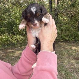 Bean-mini bernedoodle - Tri-color male Bernedoodle puppy in Pittsburg, Illinois from Doodles on Rock Creek