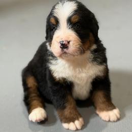 Tessie - Black rust and white female Bernese Mountain Dog puppy in Broxton, Georgia from Faith’s Bernese
