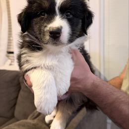 Tess - Black tri-color female Australian Shepherd puppy in Plain City, Utah from Lost Creek Aussies