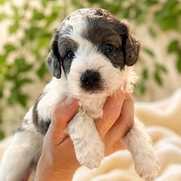 Milo - Merle male Cavapoo puppy in Underwood, Minnesota from Tru Cuddle Pups