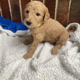 Labradoodle Puppies from Faulkner Doodles