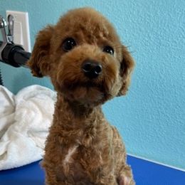 Poodles from MamaBear’s puppies