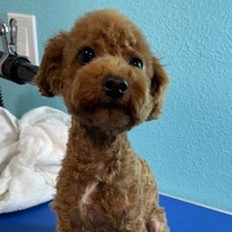 Poodles from MamaBear’s puppies