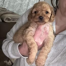 Cavapoo and Cockapoo Puppies from The Barkery