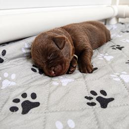 Gullie - Chocolate male Labrador Retriever puppy in Amery, Wisconsin from Cornerstone Retrievers