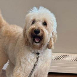 Mia - Australian Labradoodle