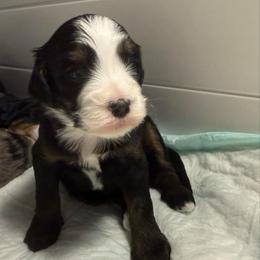 Girl 1 - Tri-color female Bernedoodle puppy in Perryville, Maryland from Heavenly Heritage Dachshunds and Doods