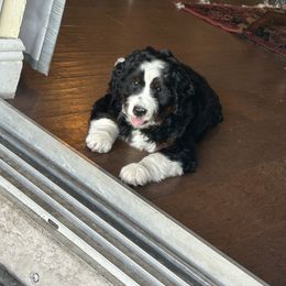 Bernedoodle Puppies from Palmetto Bernedoodles Boutique