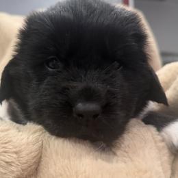 Boy 2 - male Newfoundland puppy in Brandenburg, Kentucky from Amanda's Newfoundlands