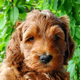 Boy 4 - Red  Goldendoodle puppy in Garden City, Utah from Bear Lake Bearded Retrievers