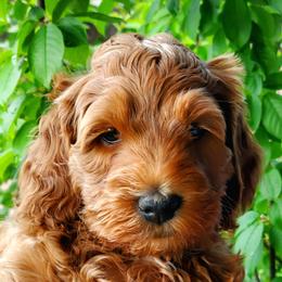 Boy 4 - Red  Goldendoodle puppy in Garden City, Utah from Bear Lake Bearded Retrievers