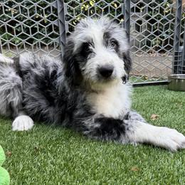 Tony Stark- Iron Man - male Australian Mountain Doodle puppy in Williamston, South Carolina from Sassy Bob’s Dogs