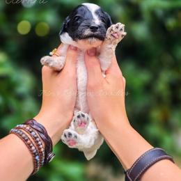 Cassini - Black and white female Aussiedoodle puppy in Centreville, Mississippi from Trin's Designer Doodles