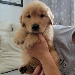 Golden Retriever Puppies from Davis Retrievers