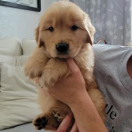 Golden Retriever Puppies from Davis Retrievers