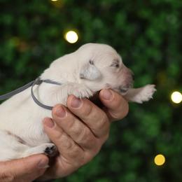 Sterling - Light golden male Golden Retriever puppy in Payette, Idaho from Stonewick Retrievers