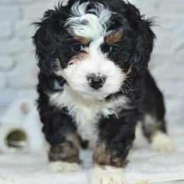 Aurora - Tri-color female Bernedoodle puppy in Moulton, Iowa from Shondel Puppy Paws
