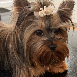 Muffin - Yorkshire Terrier