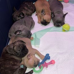 French Bulldog Puppies from Southern Class Frenchies