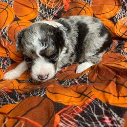Blue Merle female - Blue merle female Aussiedoodle puppy in Hillsboro, Illinois from Shoal Creek Puppies