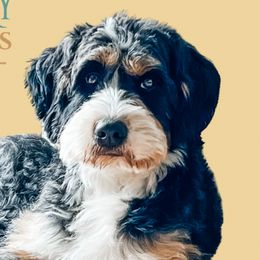 Bernedoodles and Goldendoodles from Upper Bay Goldendoodles