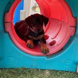 Doberman Pinscher Puppies from Jensen Dobermans