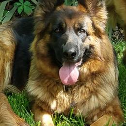 Gera - German Shepherd