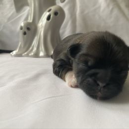 Boy 1 - Brindle male Shih Tzu puppy in Manahawkin, New Jersey from Lilly’s Seashore Shih Tzus