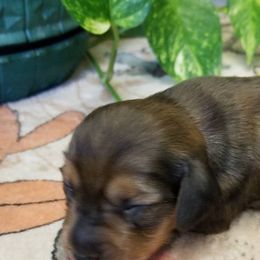 Girl 1 - female Dachshund puppy in La Monte, Missouri from Wulff's East LA Puppies