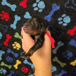 Red collar - Black and rust male Doberman Pinscher puppy in Canton, Ohio from Aaliyah’s Dobies
