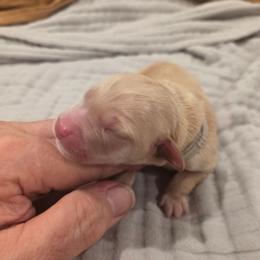 Gray - Cream male Labradoodle puppy in Commerce City, Colorado from Playful Paws Labradoodles
