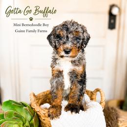 Gotta go Buffalo - Merle male Bernedoodle puppy in Grove, Oklahoma from Guinn Family Farms