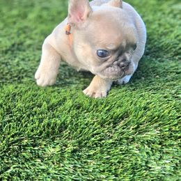 Hypnotic - Tricolors male French Bulldog puppy in Homestead, Florida from BackyardfinestBullys