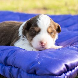 Fontina - Red tri-color female Miniature American Shepherd puppy in Groesbeck, Texas from Empire Miniature American Shepherds