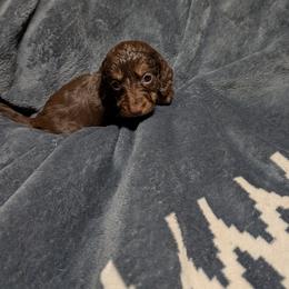 Boy 1 - Chocolate and tan male Dachshund puppy in Winchester, Idaho from Mission Creek Dachshunds