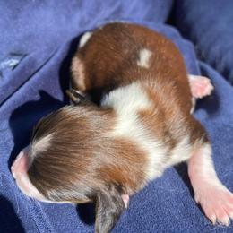 Millie - Red female Dachshund puppy in Lake Mary, Florida from Lakeside Doxies