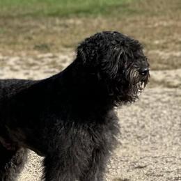 Bouvier des Flandres from Boondock Bouviers