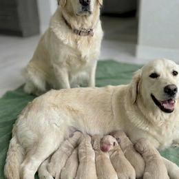 Ready mother's day - Light golden female Golden Retriever puppy in Ballantine, Montana from Montana Puppies