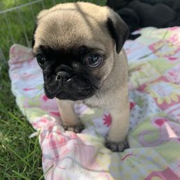Pug All Grown Up from Katy Holland
