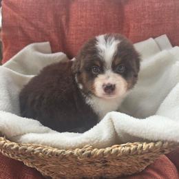 Wren - Red tri-color female Miniature American Shepherd puppy in Griswold, Connecticut from Flatrock Kennels of CT