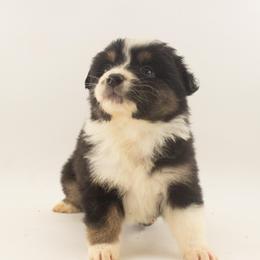 Clover - Black tri-color female Australian Shepherd puppy in Placerville, California from BFF Aussies