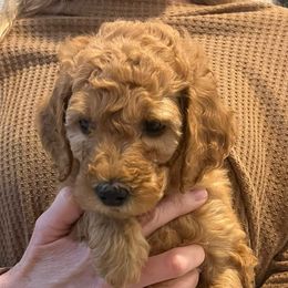Girl 3 - Red  Goldendoodle puppy in San Antonio, Texas from CruzNDoodles