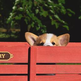 Pembroke Welsh Corgi Puppies from Annwyl McCorgis