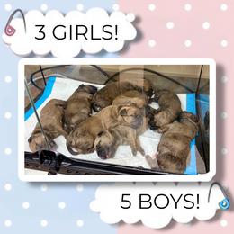 Bullmastiff puppies from Ambrosia Mastiffs