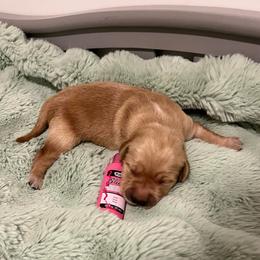 Pink - Golden female Golden Retriever puppy in Lake City, Minnesota from Windcliff Goldens