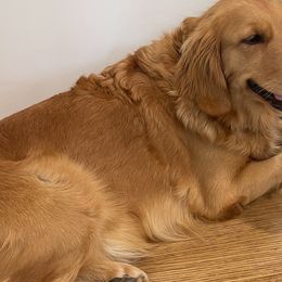 River - Golden Retriever