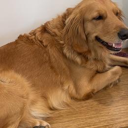 River - Golden Retriever