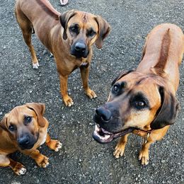 Rhodesian Ridgebacks from Heartland Ridge