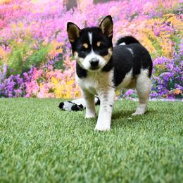 Dream - Black and tan female Shiba Inu puppy in Arcola, Illinois from Highline Puppies